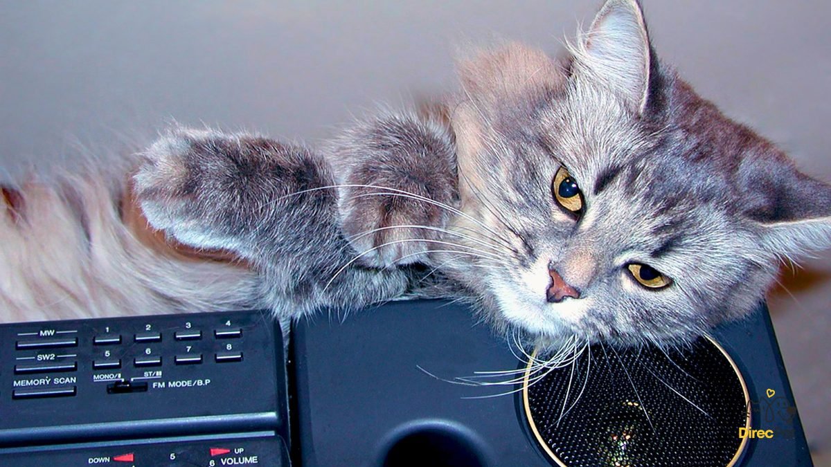 gato-deitado-caixa-de-som-musica-suave-ambiente-relax Por que meu gato me morde do nada? Entenda o que ele quer dizer com isso