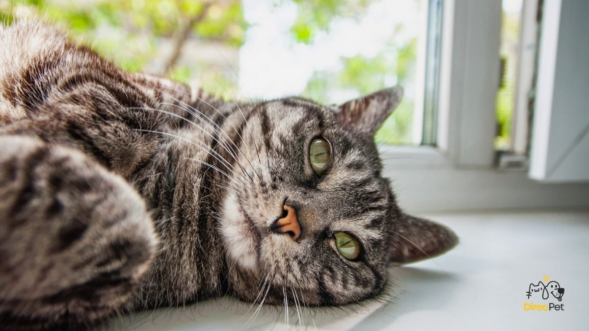 gato-descansando-perto-de-janela-iluminada-ambiente Por que meu gato me morde do nada? Entenda o que ele quer dizer com isso
