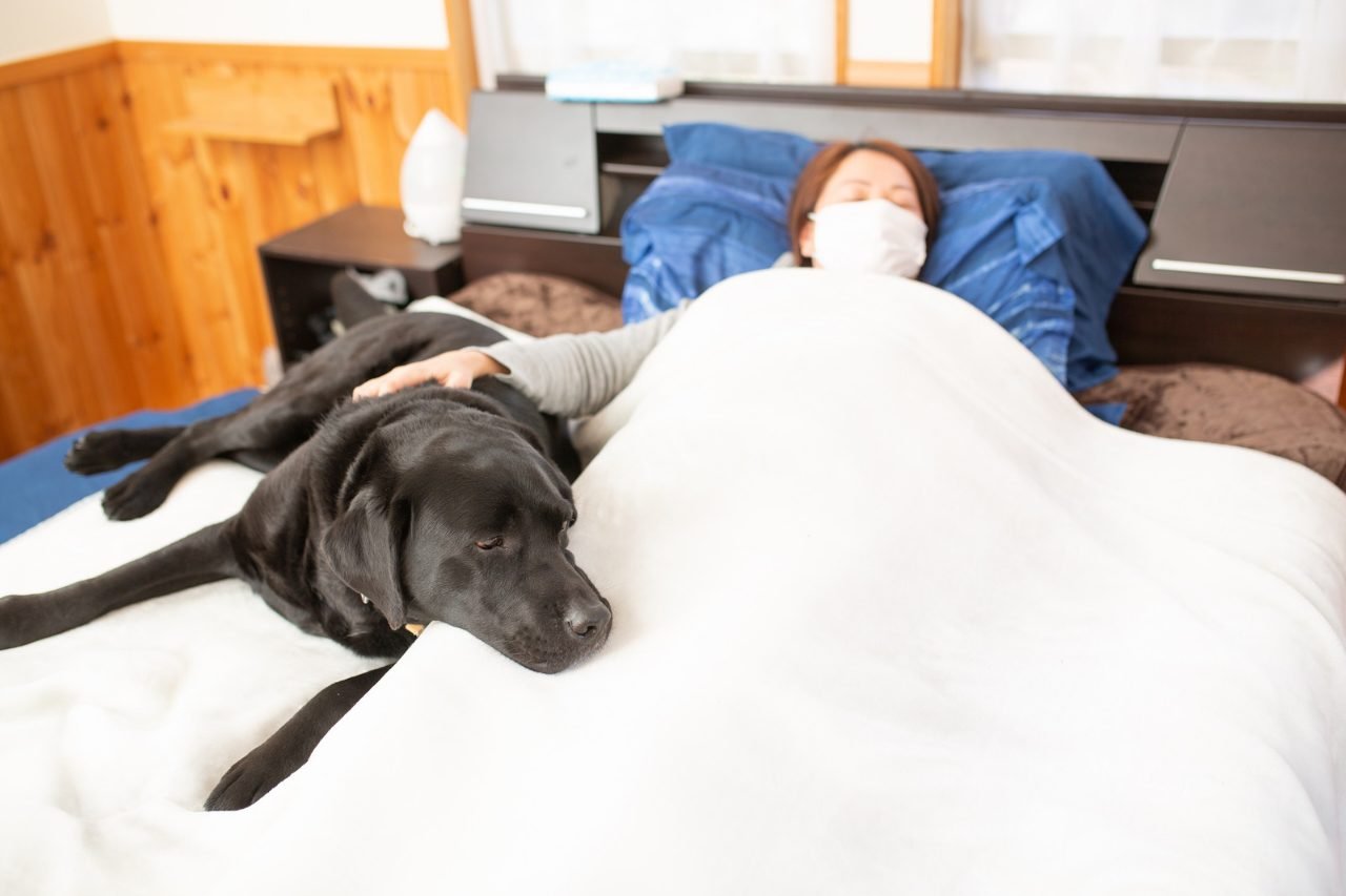 Presença de cães durante internações pode reduzir a solidão, aponta estudo