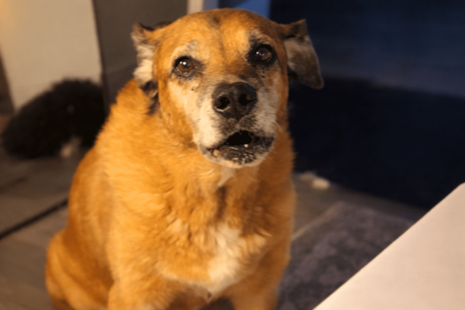 cachorro-detecta-acucar-sangue Cachorro descobre sozinho como detectar açúcar no sangue e surpreende dono