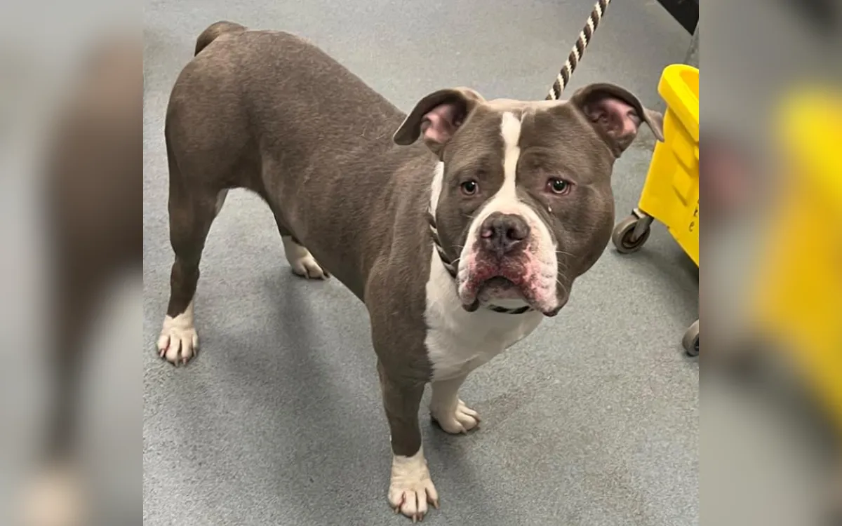 Cachorro cocaína surpreende abrigo após teste revelar substância