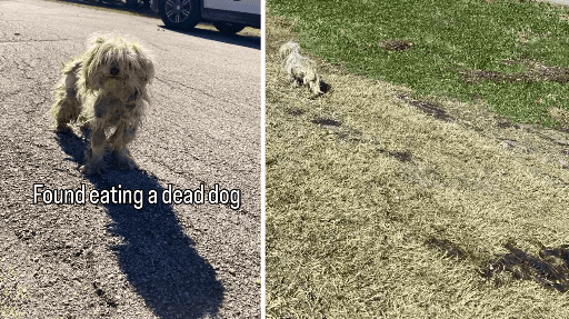  A fome levou esse cachorro a uma situação extrema de sobrevivência