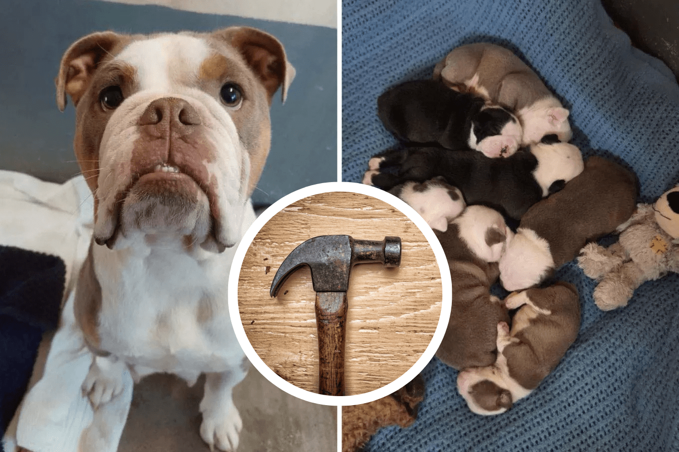 Cadela protege filhotes mesmo após ataque brutal