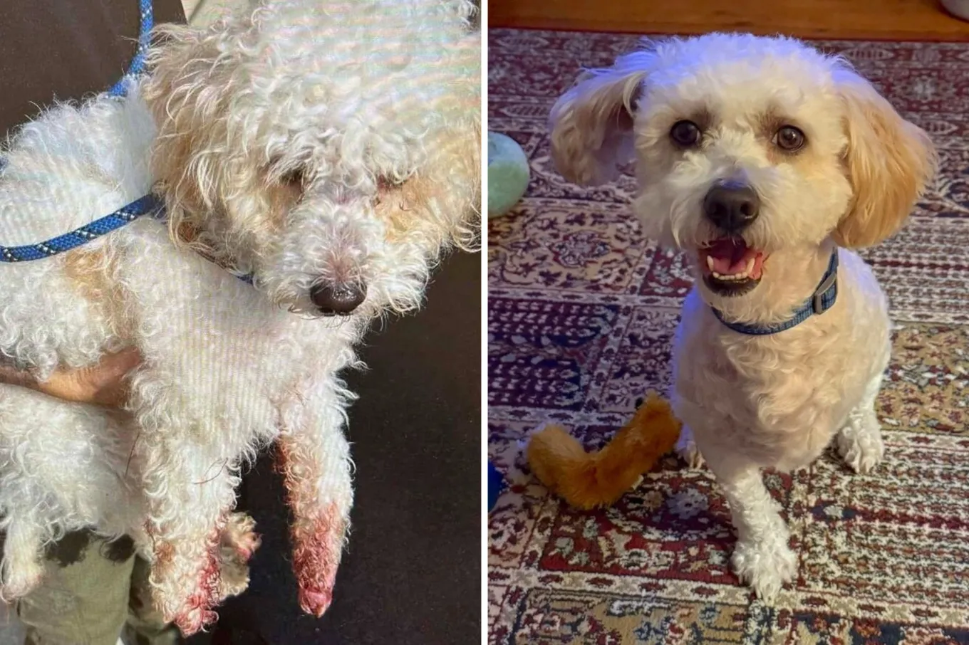 cadela perde pata após uso de elásticos nas patas