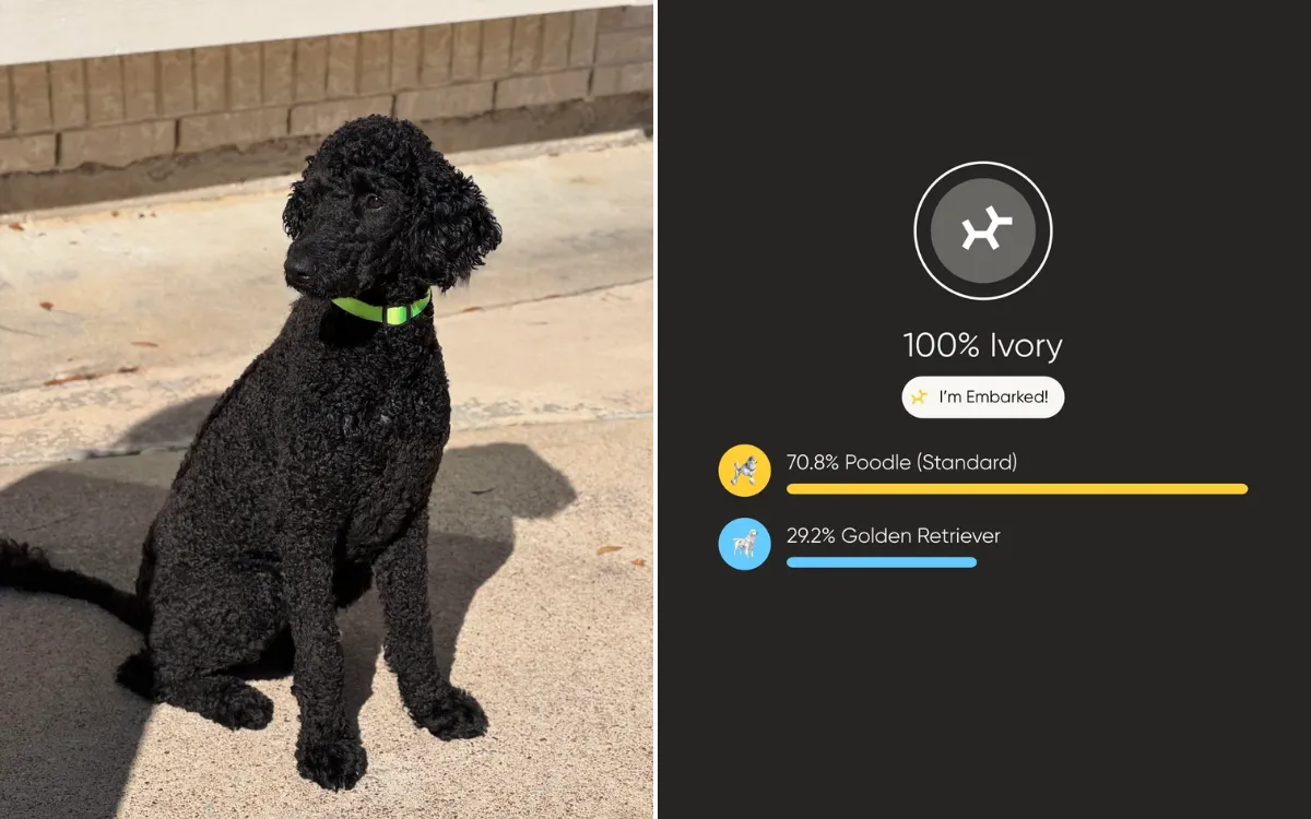  Cachorro parecia poodle puro, mas teste de DNA revelou uma surpresa inesperada