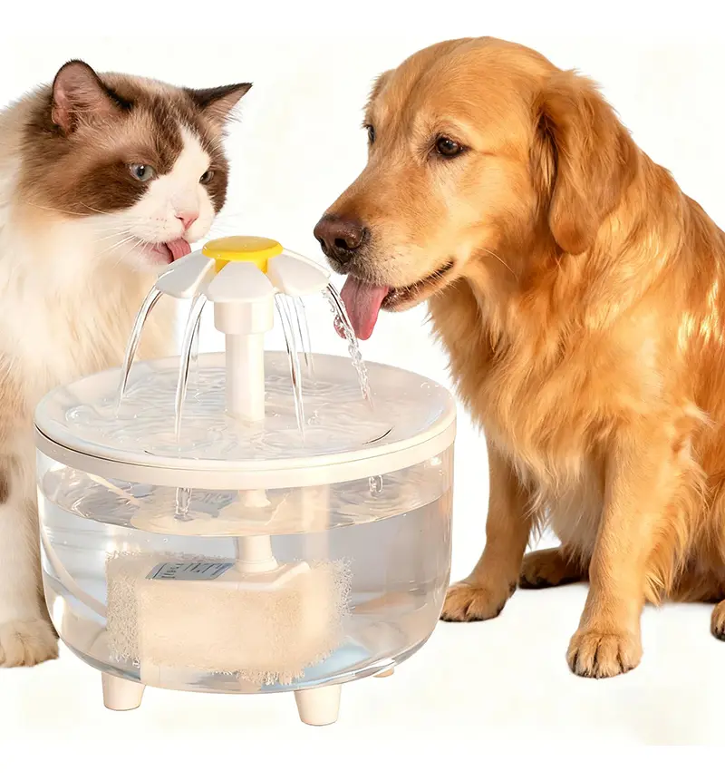  Por que Gatos Dormem em Lugares Estranhos? A Ciência Explica
